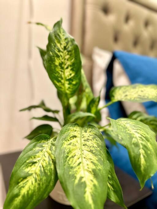 Luxury Appart Maarif - Confort Et Elegance Au Coeur De La Ville Apartamento